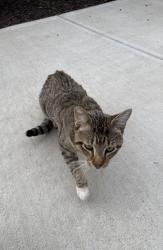 Found/Stray Unknown Cat last seen College St and Second Ave, Macon, GA 31213