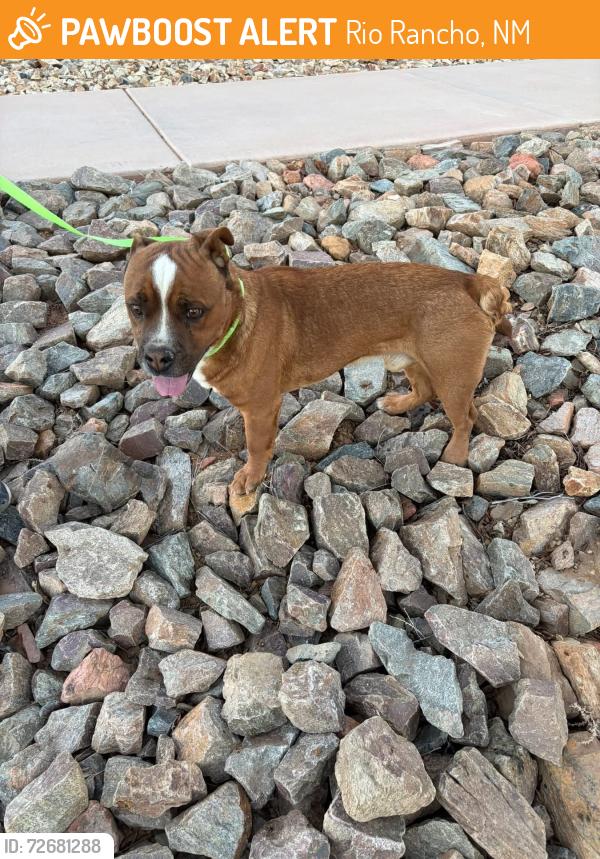 Found/Stray Male Dog last seen Loma Colorado walking path, Rio Rancho, NM 87124
