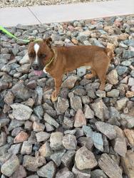 Found/Stray Male Dog last seen Loma Colorado walking path, Rio Rancho, NM 87124