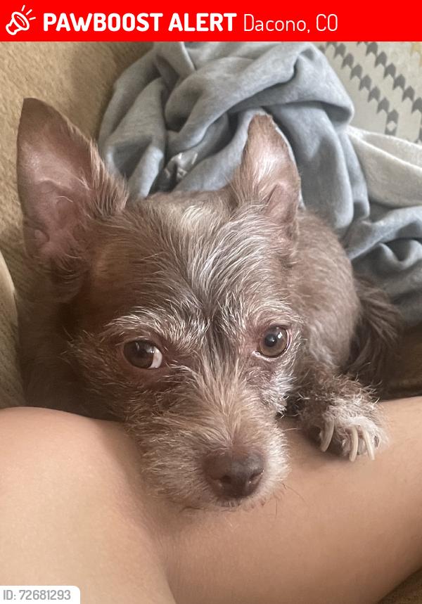 Lost Female Dog last seen Last seen near the gym Corso Fitness, Dacono, CO 80514