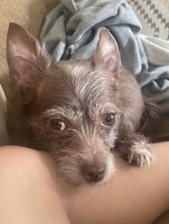 Lost Female Dog last seen Last seen near the gym Corso Fitness, Dacono, CO 80514