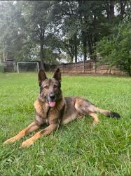 Lost Male Dog last seen Intersection with Church St, Cowpens, SC 29330