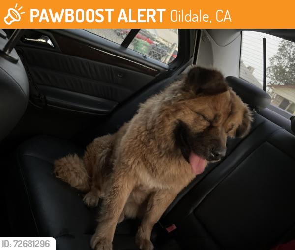 Found/Stray Female Dog last seen Belle Ave and central, Oildale, CA 93308