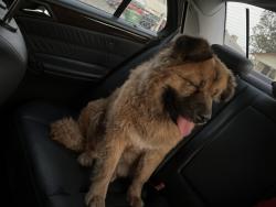 Found/Stray Female Dog last seen Belle Ave and central, Oildale, CA 93308