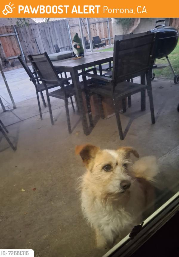 Found/Stray Male Dog last seen Edgehill & Cantata POMONA CA, Pomona, CA 91767