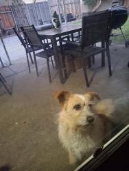 Found/Stray Male Dog last seen Edgehill & Cantata POMONA CA, Pomona, CA 91767