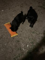 Found/Stray Female Dog last seen Near Joe ward park, San Antonio, TX 78228