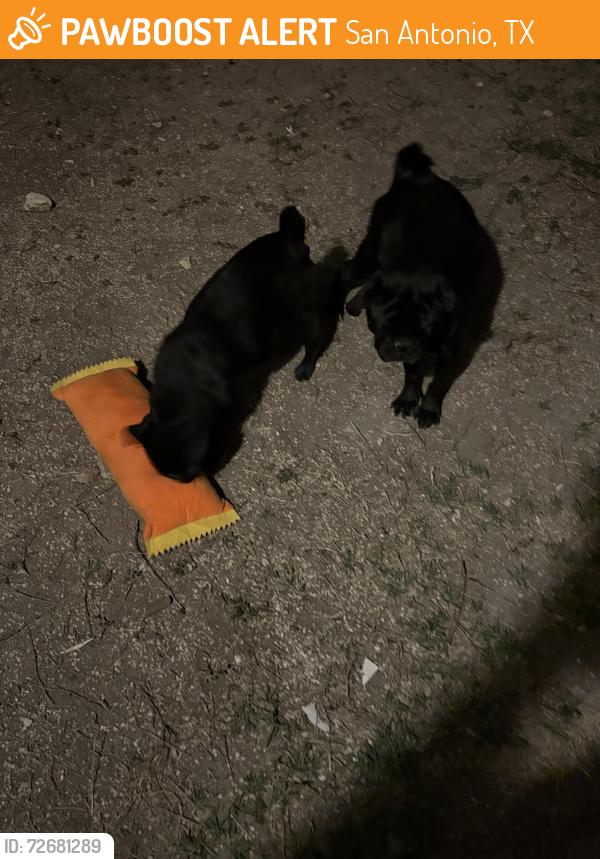 Found/Stray Female Dog last seen Near Joe ward park, San Antonio, TX 78228