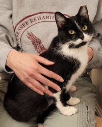 Found/Stray Female Cat last seen Pathfinder/S. Rutherford, Murfreesboro, TN 37127