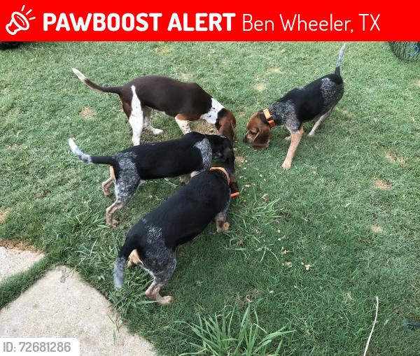 Lost Female Dog last seen HWY 314, Ben Wheeler, TX 75754
