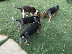 Lost Female Dog last seen HWY 314, Ben Wheeler, TX 75754