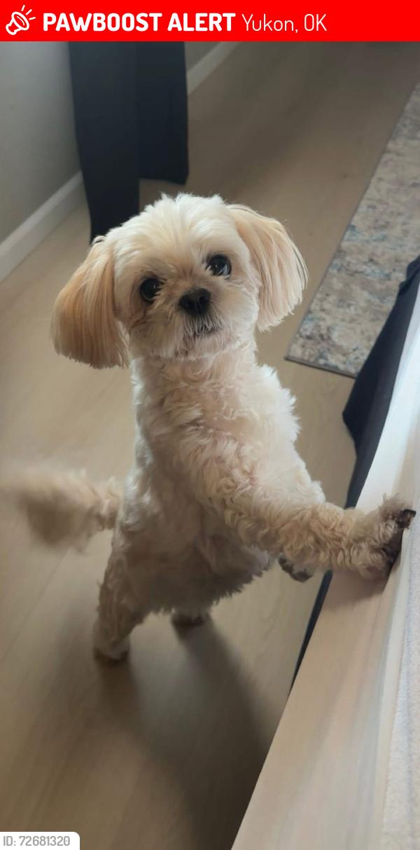 Lost Female Dog last seen Mustang Rd and Reno Ave, Yukon, OK 73099