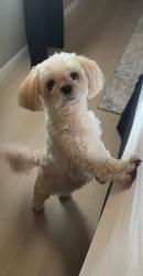 Lost Female Dog last seen Mustang Rd and Reno Ave, Yukon, OK 73099