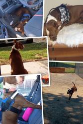 Lost Female Dog last seen Modesto , Modesto, CA 95350
