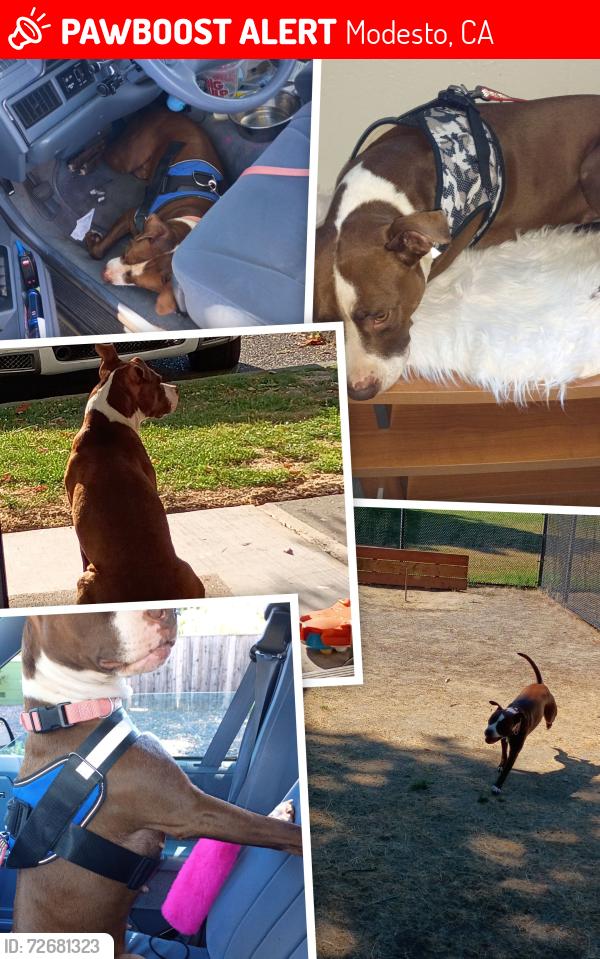 Lost Female Dog last seen Modesto , Modesto, CA 95350