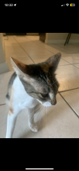 Lost Female Cat last seen Crescent ave, Port St. Lucie, FL 34984