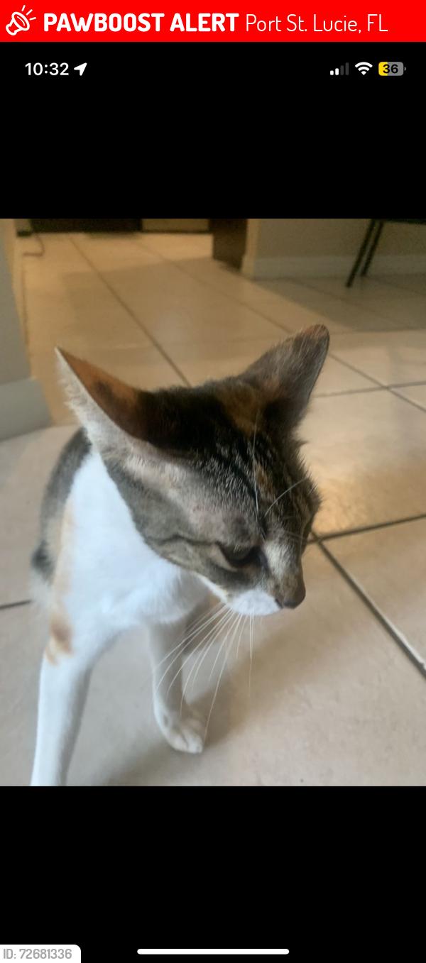 Lost Female Cat last seen Crescent ave, Port St. Lucie, FL 34984