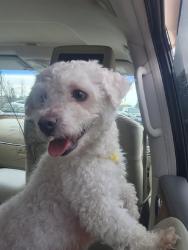 Found/Stray Male Dog last seen parking lot of business center on Minnehaha.  outside of jiu jitsu gym, Clark County, WA 98661