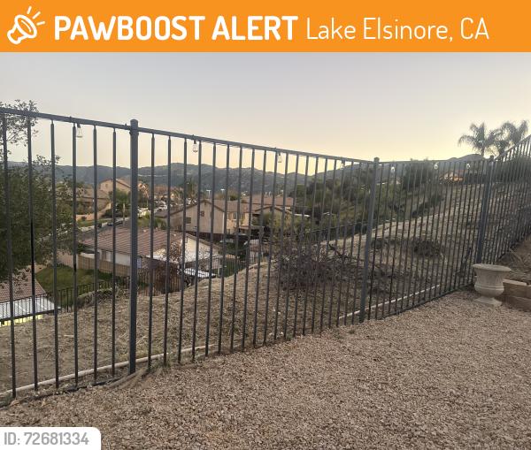 Found/Stray Unknown Rabbit last seen McVickar, Lake Elsinore, CA 92530