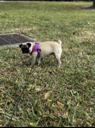 Lost Female Dog last seen Harbor Freight, Orlando, FL 32809