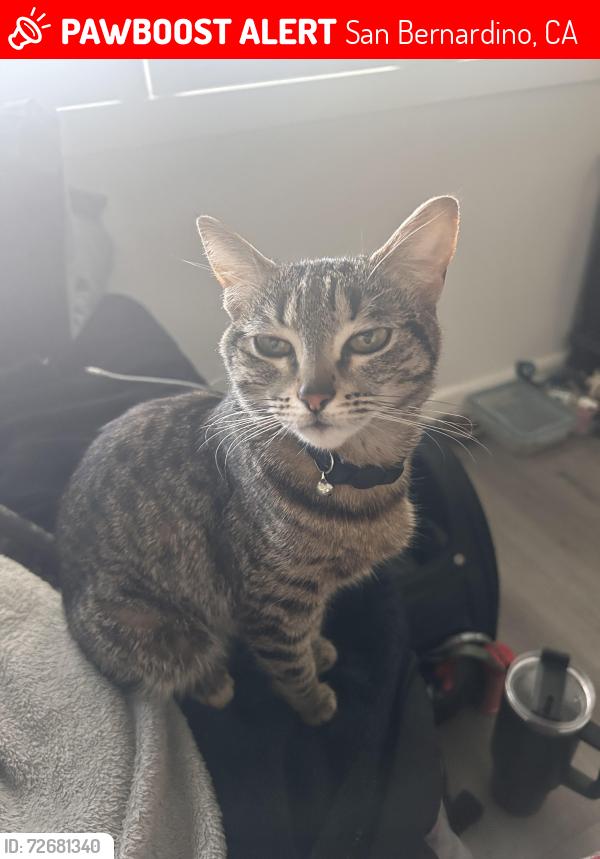 Lost Female Cat last seen Dollar tree , San Bernardino, CA 92407