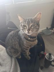 Lost Female Cat last seen Dollar tree , San Bernardino, CA 92407