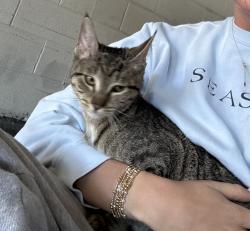 Found/Stray Unknown Cat last seen City Ave, Philadelphia, PA 19131