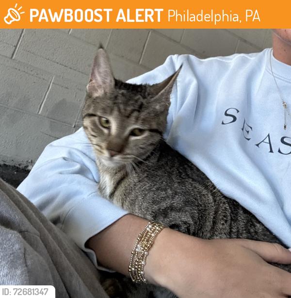 Found/Stray Unknown Cat last seen City Ave, Philadelphia, PA 19131