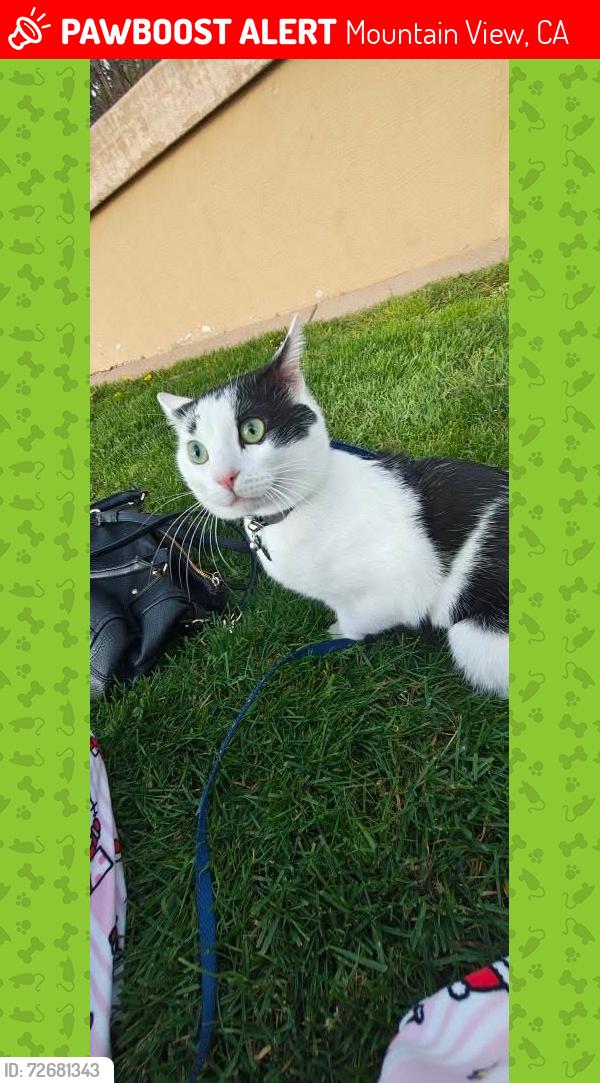 Lost Male Cat last seen Ednamary way, Mountain View, CA 94040