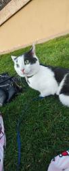 Lost Male Cat last seen Ednamary way, Mountain View, CA 94040