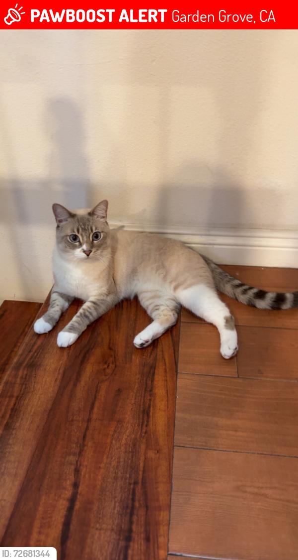 Lost Male Cat last seen Golden Village Neighborhood, Garden Grove, CA 92844