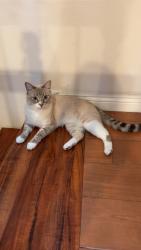 Lost Male Cat last seen Golden Village Neighborhood, Garden Grove, CA 92844