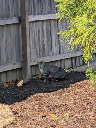 Found/Stray Unknown Cat last seen Near Manson Pike, Murfreesboro, TN 37129