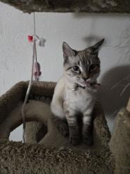 Lost Male Cat last seen Candalaria, Albuquerque, NM 87110