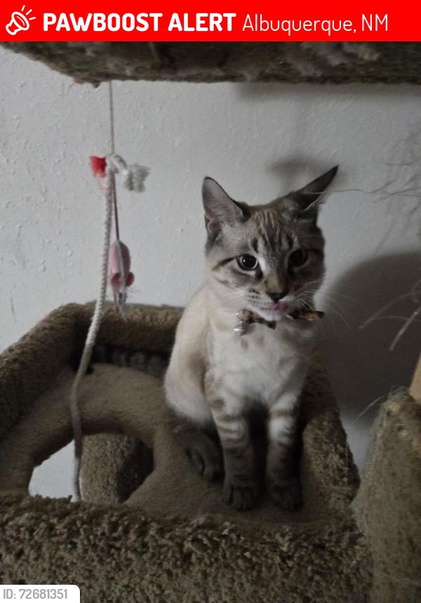 Lost Male Cat last seen Candalaria, Albuquerque, NM 87110