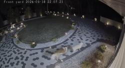 Found/Stray Unknown Dog last seen Near Cedar Grove Ln , Franklin Township, NJ 08873