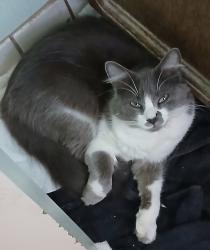 Lost Female Cat last seen Watsonville road, Morgan Hill, CA 95037