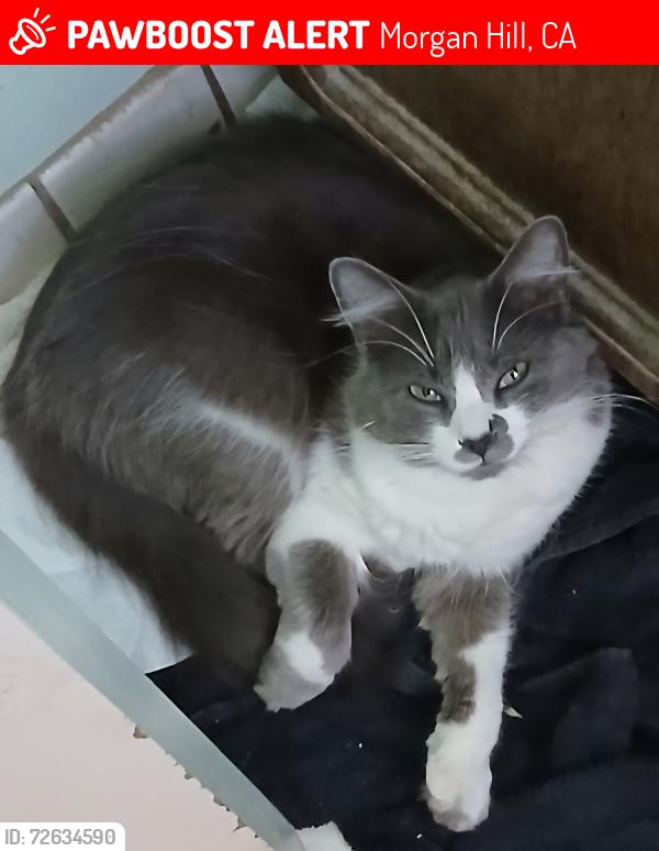 Lost Female Cat last seen Watsonville road, Morgan Hill, CA 95037