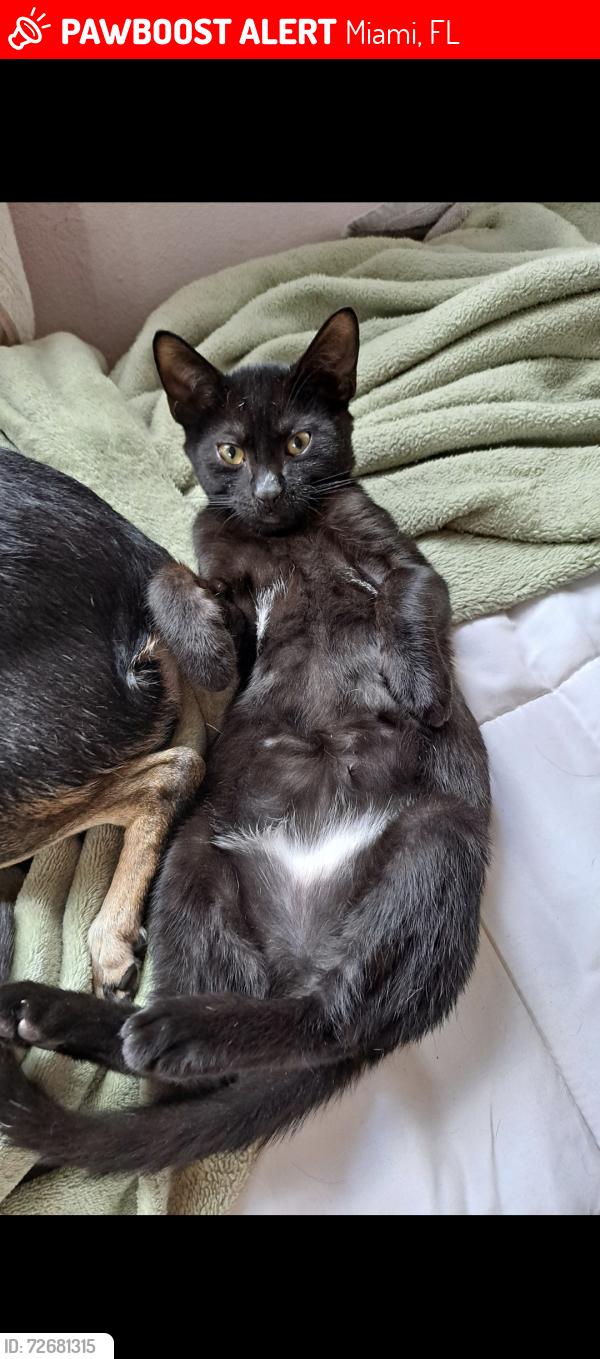 Lost Male Cat last seen Near SW 97TH CT, Miami, FL 33157