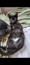 Lost Male Cat last seen Near SW 97TH CT, Miami, FL 33157