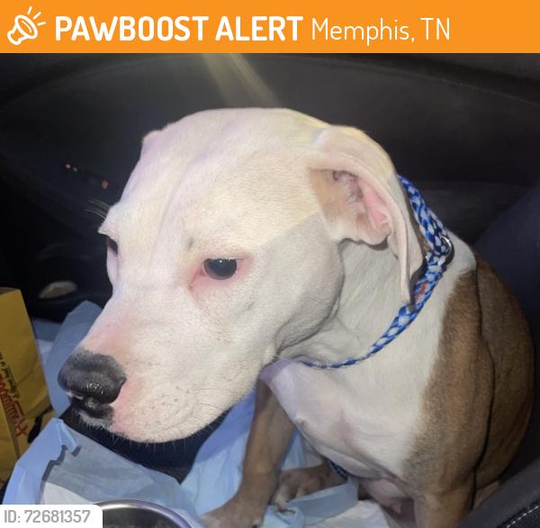 Found/Stray Female Dog last seen Capri and Jamaica, Memphis, TN 38117
