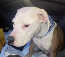 Found/Stray Female Dog last seen Capri and Jamaica, Memphis, TN 38117