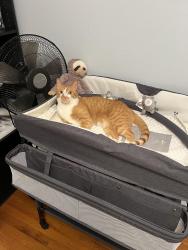 Lost Male Cat last seen Sage way terrace heights , Yakima, WA 98901
