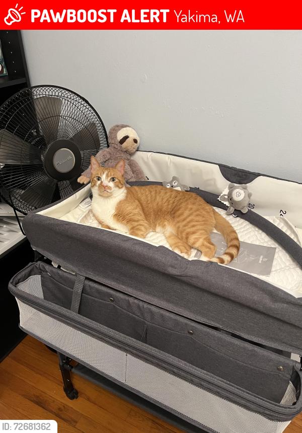 Lost Male Cat last seen Sage way terrace heights , Yakima, WA 98901