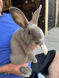 Found/Stray Unknown Rabbit last seen Crescent Hts / 6th Street, Los Angeles, CA 90048