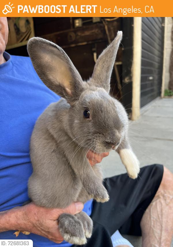 Found/Stray Unknown Rabbit last seen Crescent Hts / 6th Street, Los Angeles, CA 90048