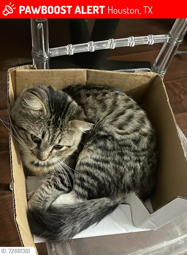 Lost Unknown Cat last seen Se escapó de mi casa en village key y lo estuve buscando en los apartamentos de a lado pero no lo he encontrado , Houston, TX 77036
