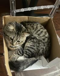 Lost Unknown Cat last seen Se escapó de mi casa en village key y lo estuve buscando en los apartamentos de a lado pero no lo he encontrado , Houston, TX 77036