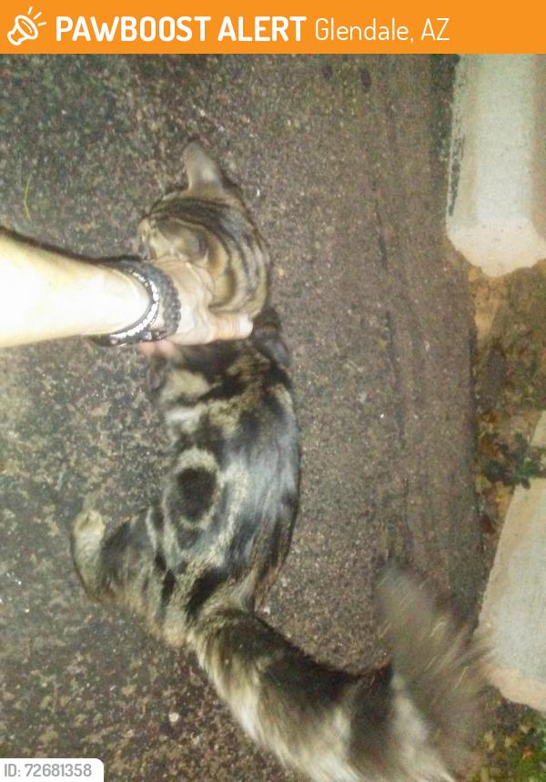 Found/Stray Male Cat last seen Wal-Mart 75th ave and Glendale ave, Glendale, AZ 85303