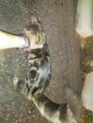 Found/Stray Male Cat last seen Wal-Mart 75th ave and Glendale ave, Glendale, AZ 85303
